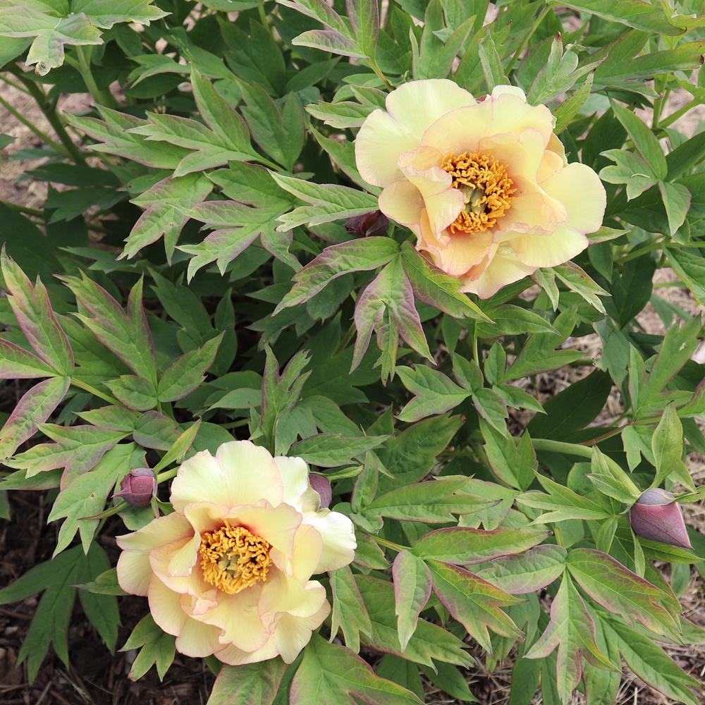 Amber Moon - Image 2