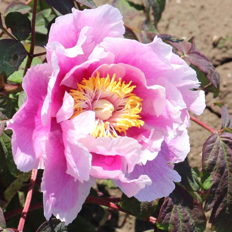 Ambrose Congreve – Solaris Farms