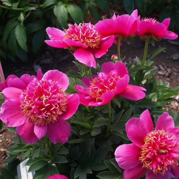 anemoneflora variety rosea - Image 3