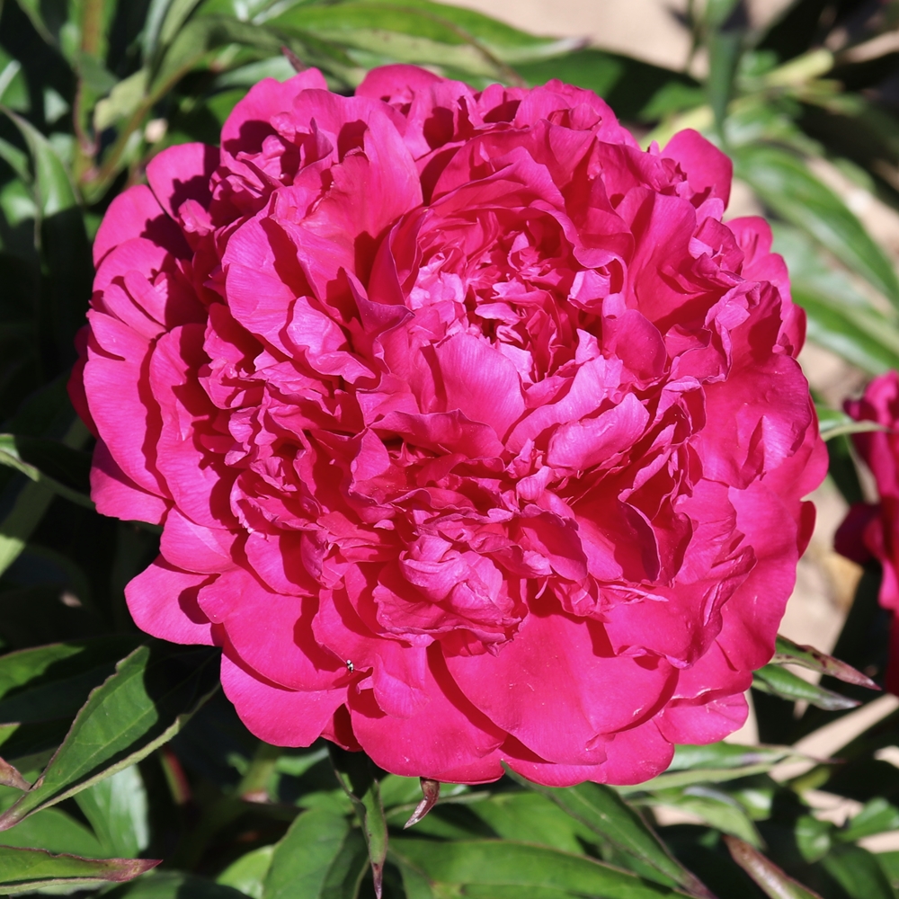 Avis Varner - Image 2