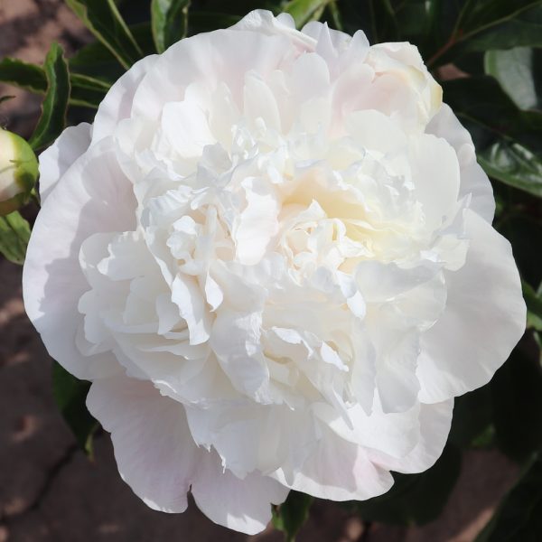 Camellia White