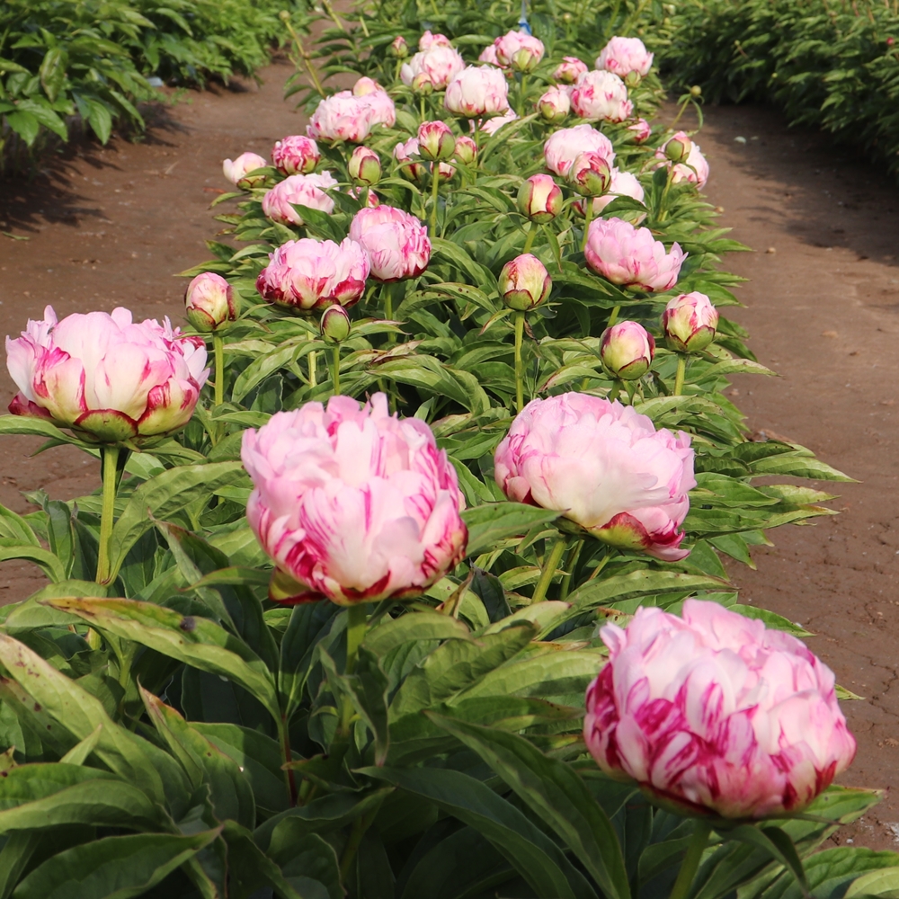 Candy Stripe - Image 2