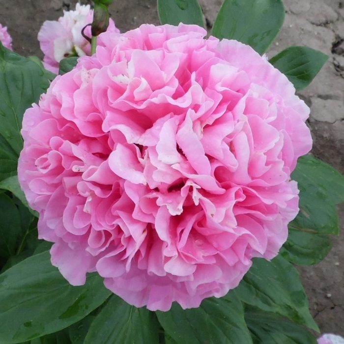 Пион carnation bouquet фото