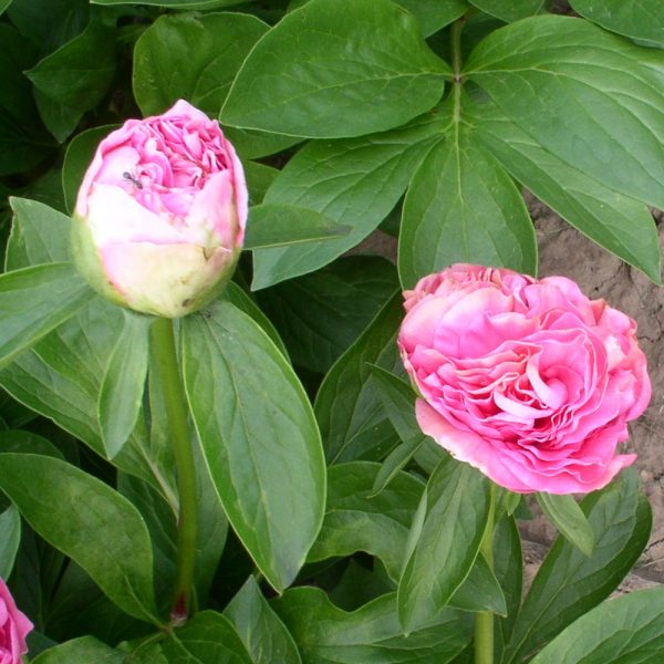 Carnation Bouquet - Image 3