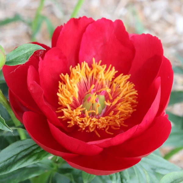 Cherry Charm