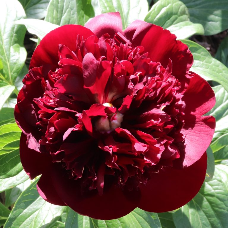 Chocolate Soldier – Solaris Farms