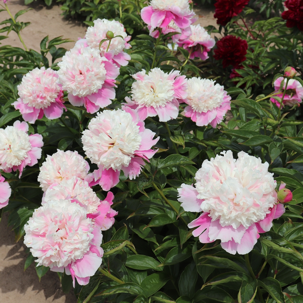 Cora Stubbs - Image 3