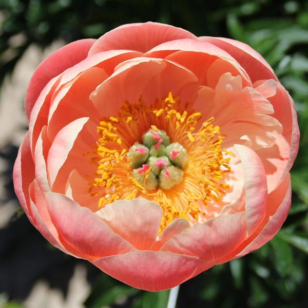 Coral Charm