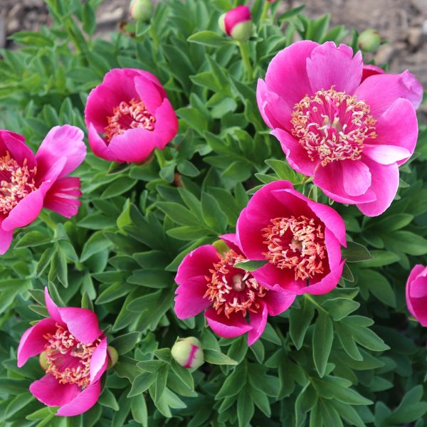 Elfin Beauty