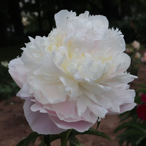 Eternal Love - Image 2
