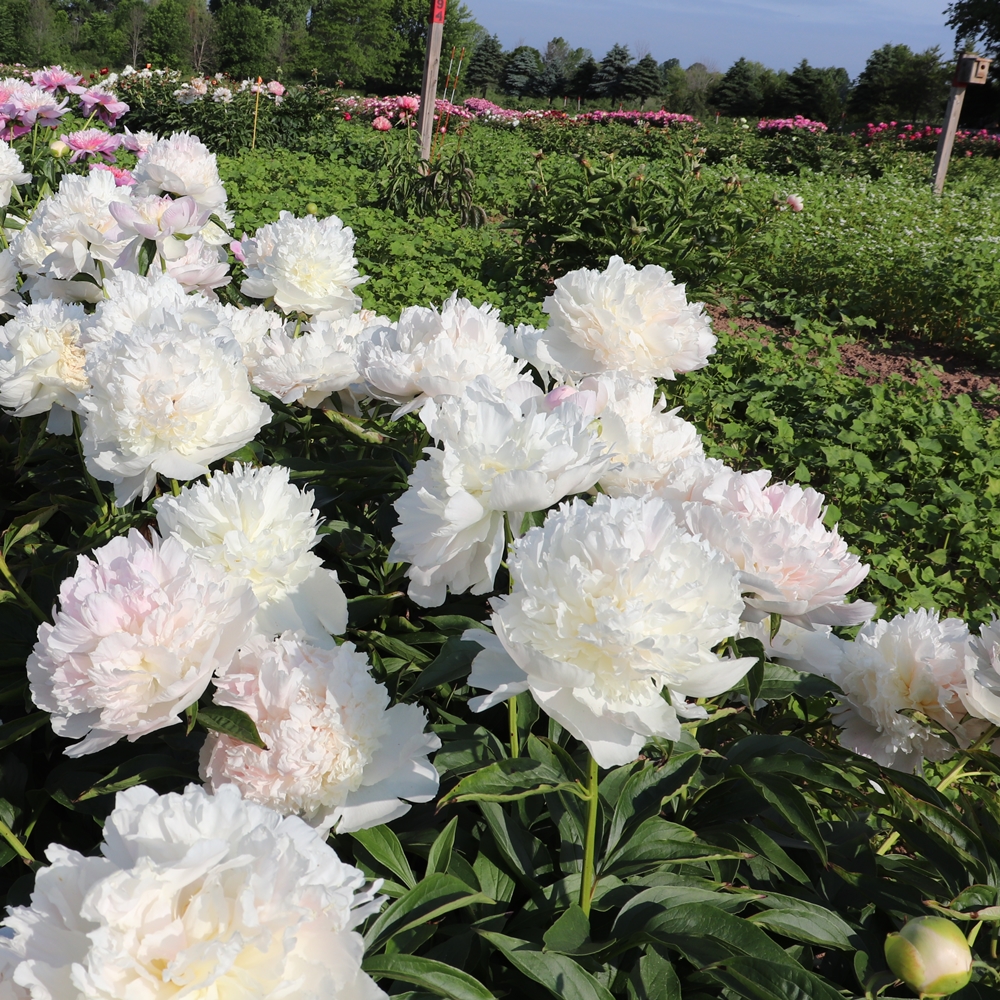 Fairy's Petticoat - Image 3