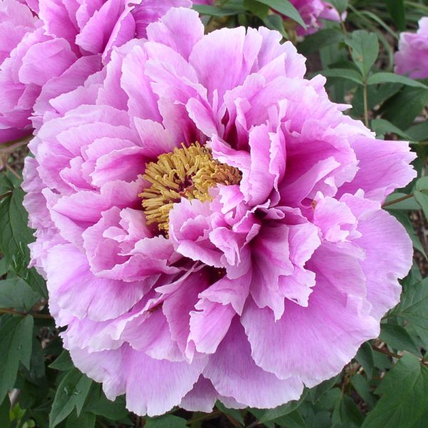 Fuji-zome-goromo - Image 2