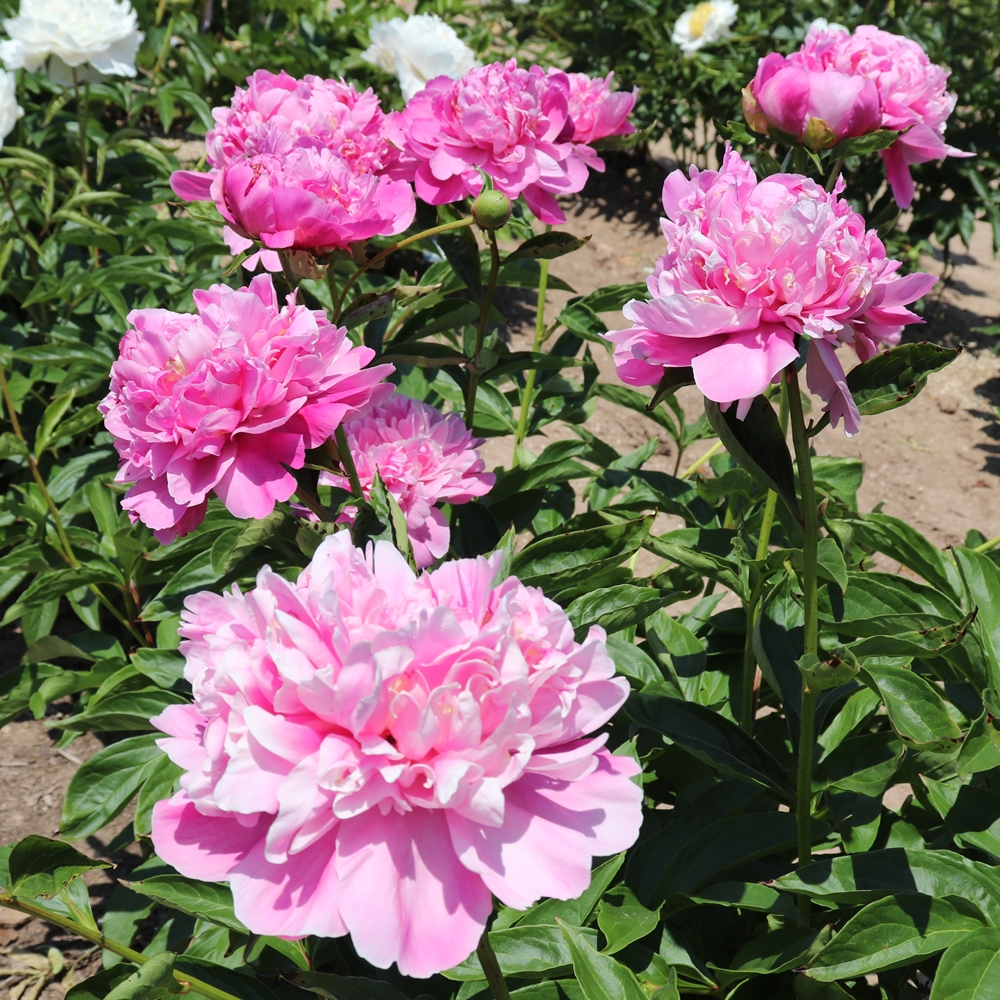 Gold Crest - Image 2