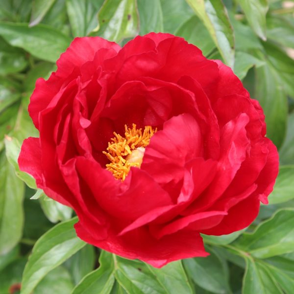 Helen Matthews