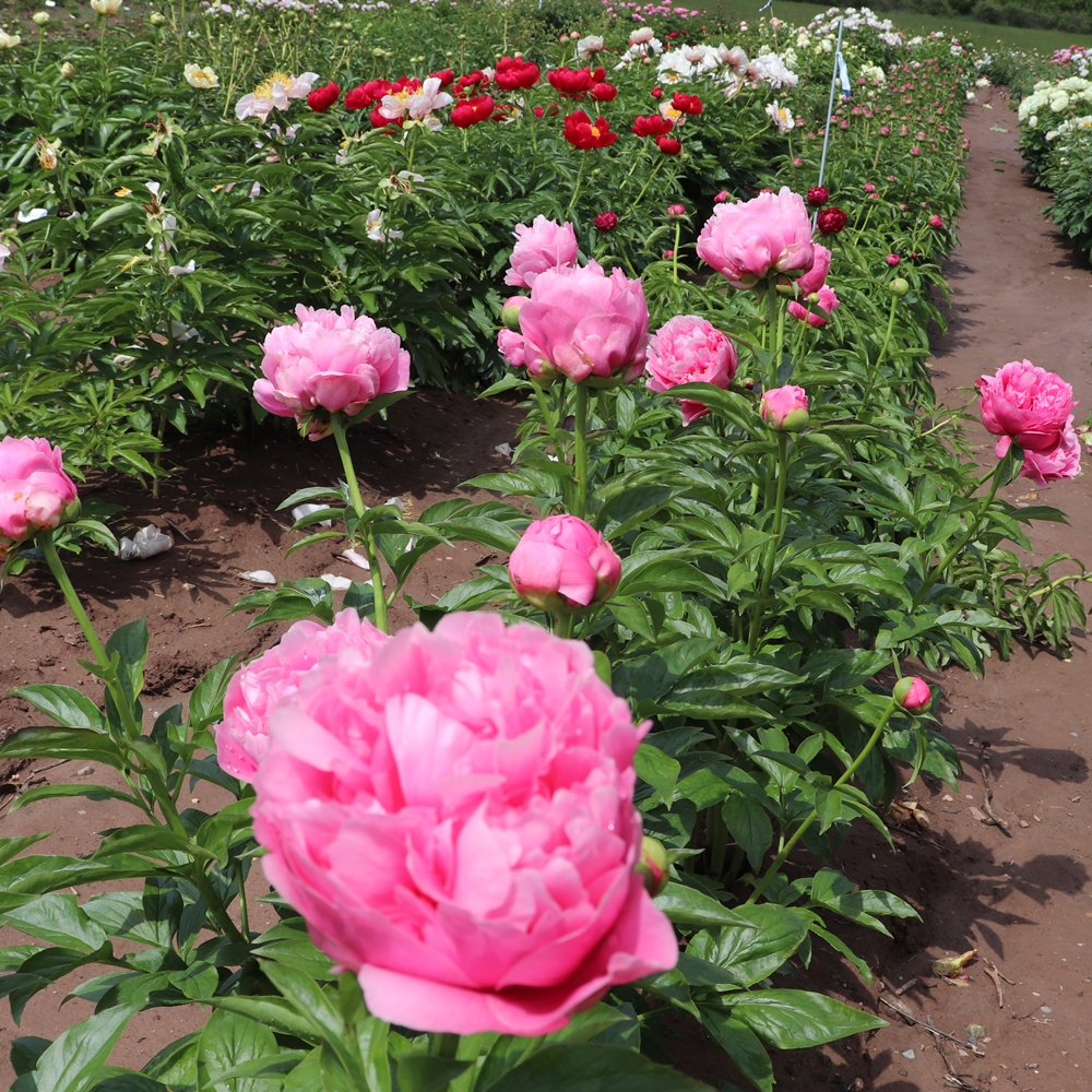 Kathy's Touch - Image 2