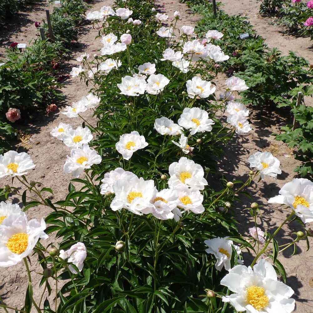 Krinkled White - Image 2