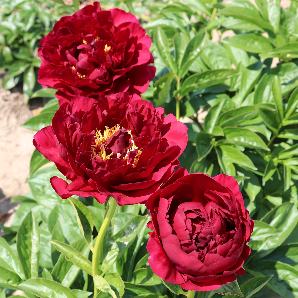 Old Faithful - Image 4