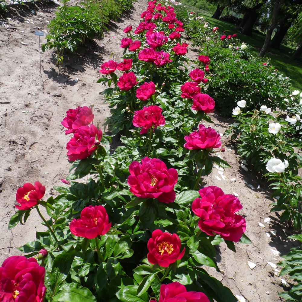 Old Soldier - Image 3