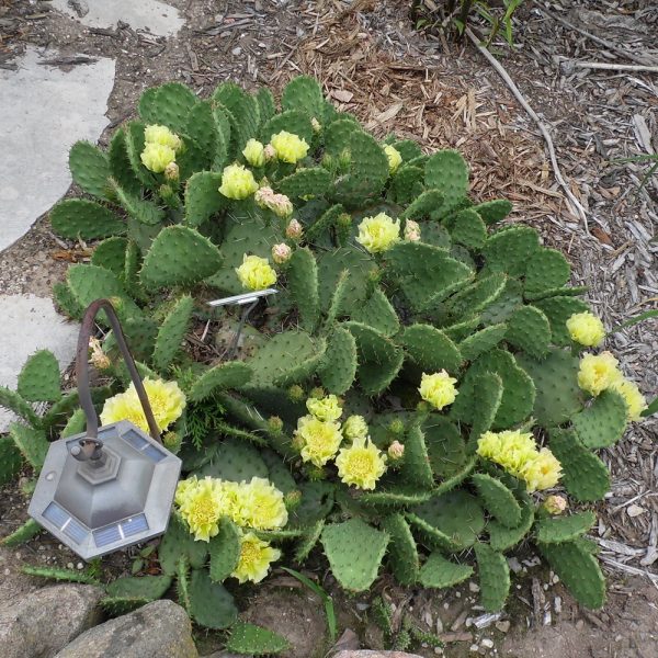 Opuntia humifusa 'Sol'
