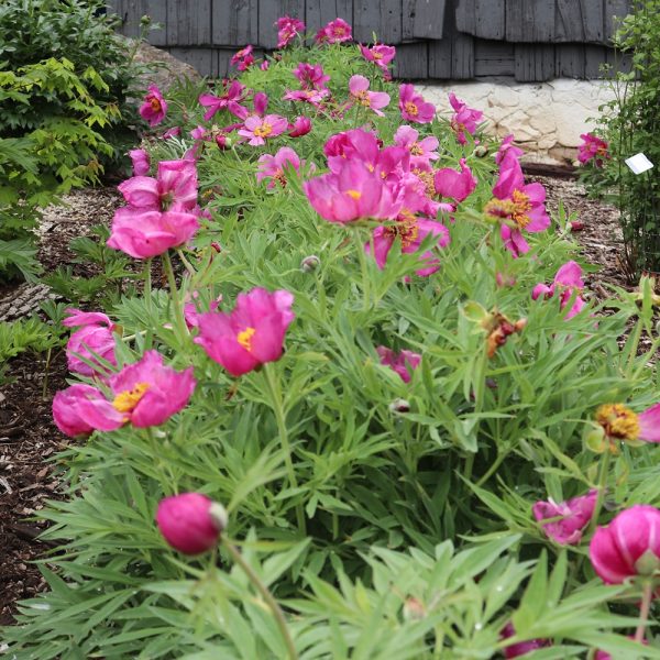 Paeonia officinalis 'Mt. Baldo' form