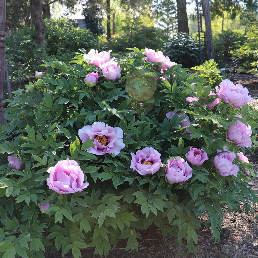 Pastel Pink - Image 3