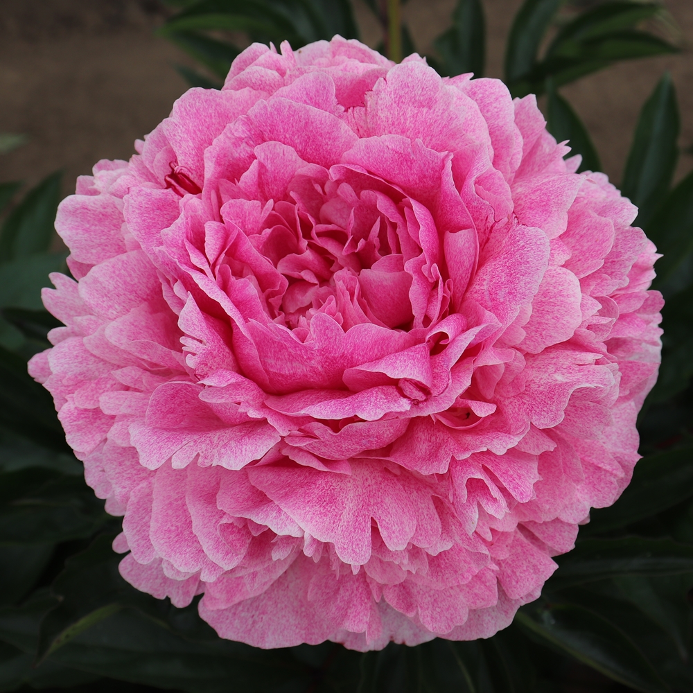 Pietertje Vriend Wagenaar