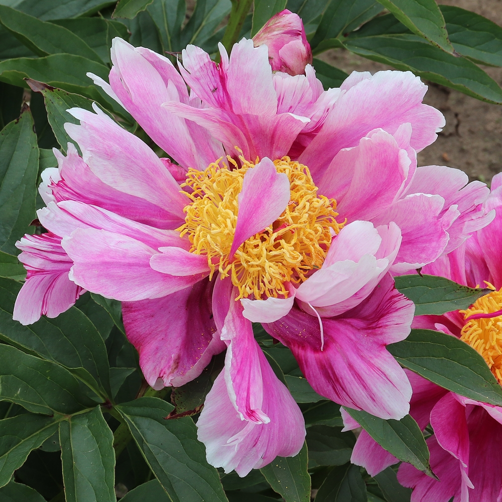  Pink Fuchsia  Potpourri Solaris Farms