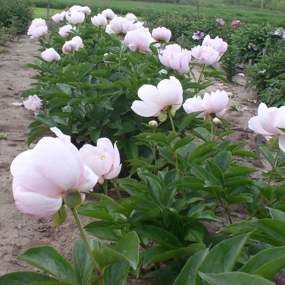 Pink Vanguard - Image 2