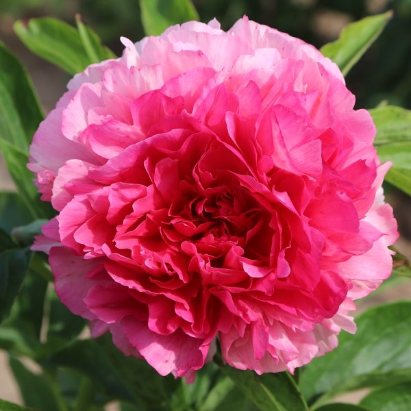 Rose Heart