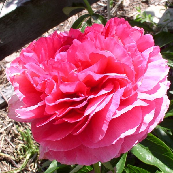 Rose Heart - Image 3