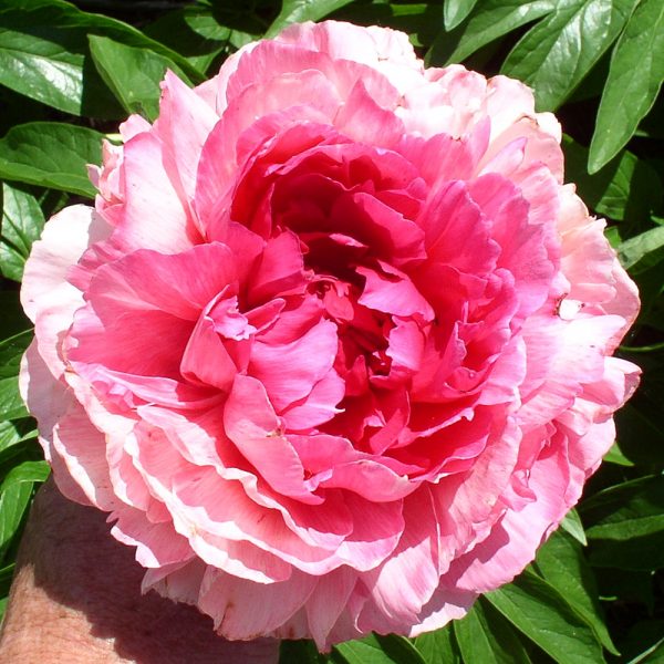 Rose Heart - Image 2