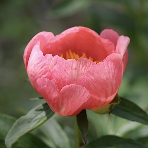 Rose Tulip
