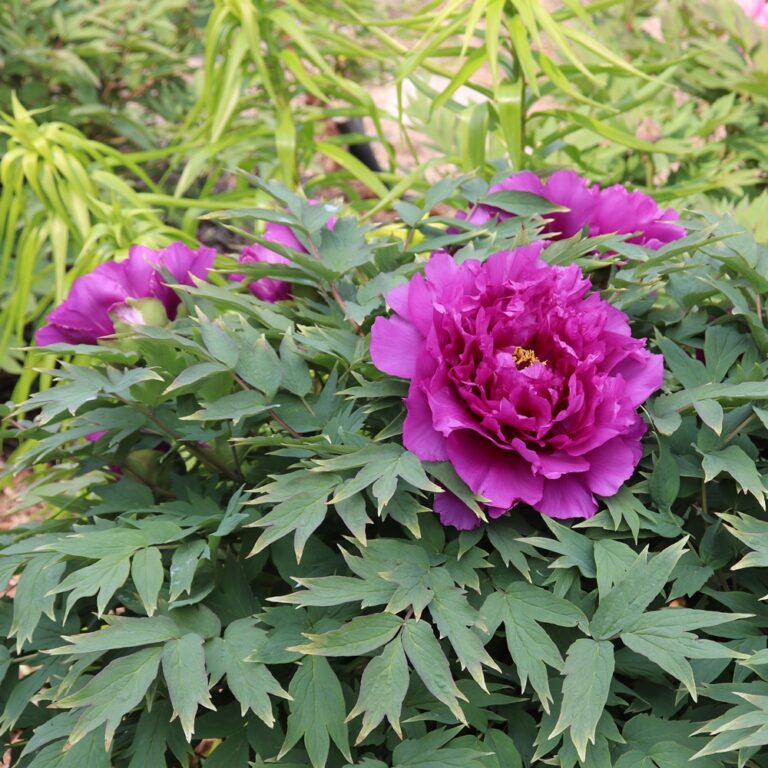 Guru Royal Robe Royal Robe – Solaris Farms