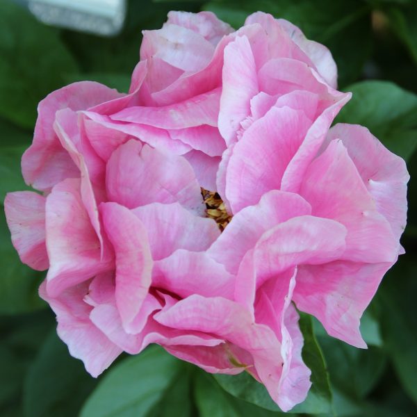 Royal Rose