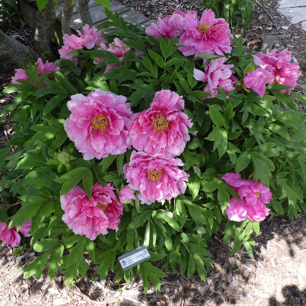 Ruffled Pink Petticoats – Solaris Farms