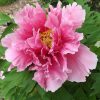Ruffled Pink Petticoats - Image 4