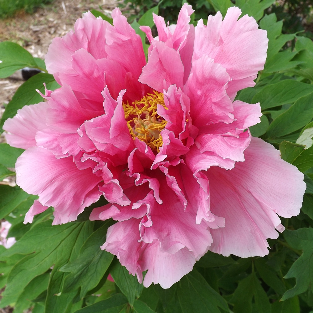 Ruffled Pink Petticoats – Solaris Farms