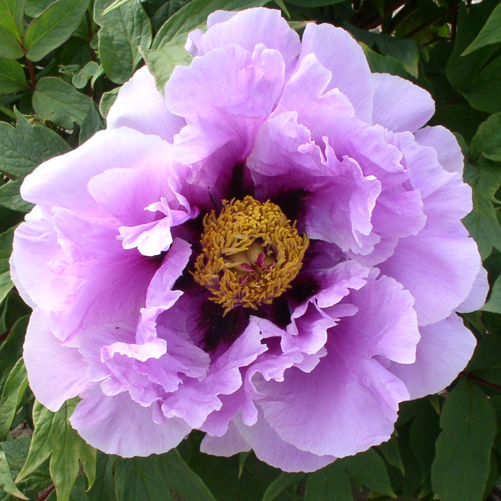 Commonly Known as Tree Peonies.