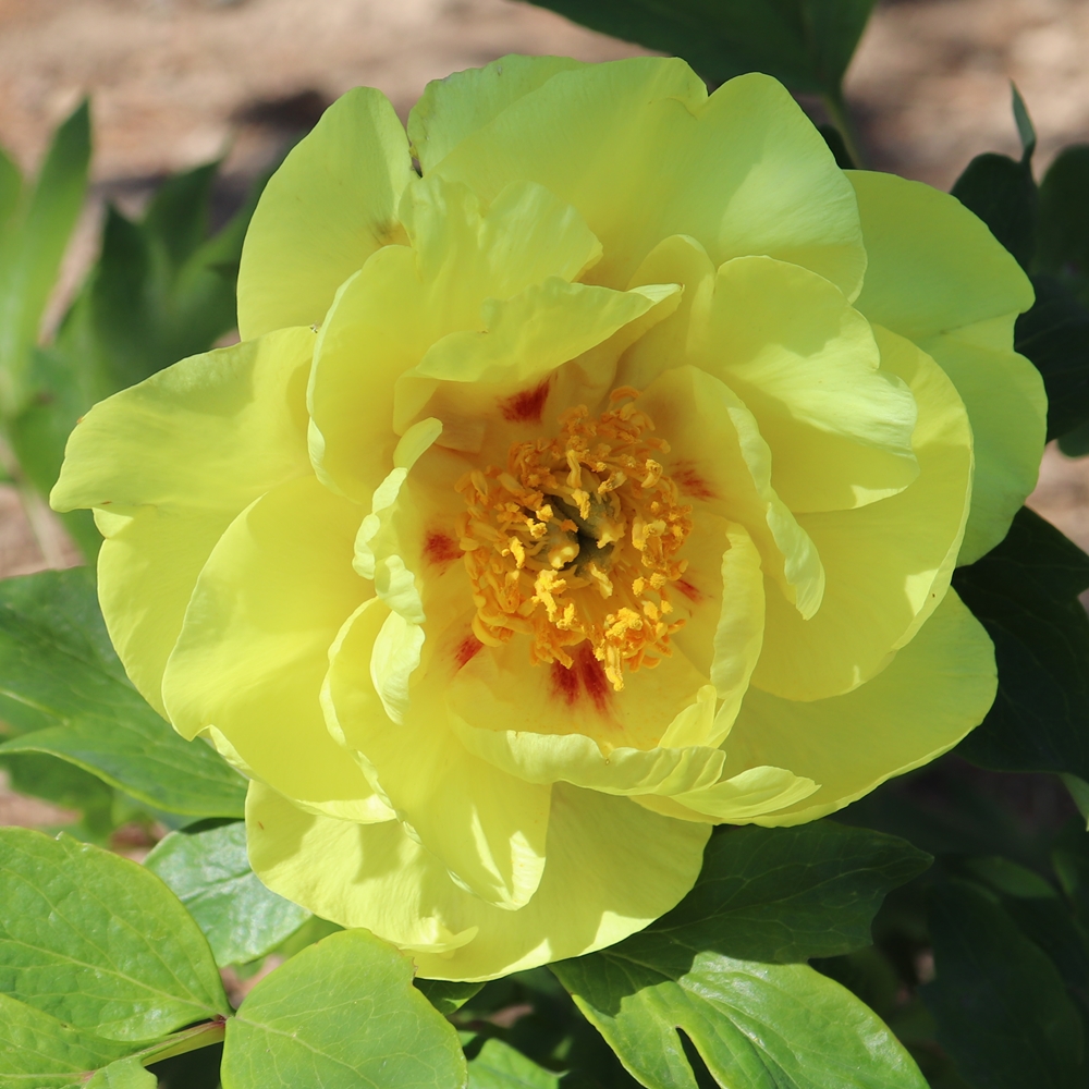 Souvenir de Lothar Parlasca