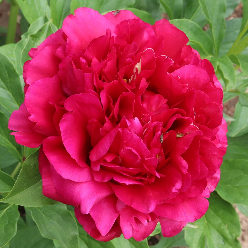 Stephen E. Ambrose - Image 2