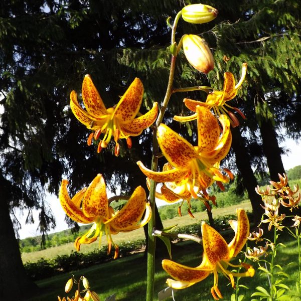 Sunny Morning - Image 2