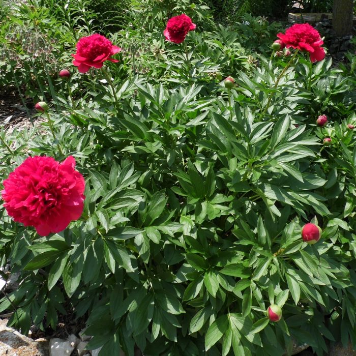 Viking Valor – Solaris Farms