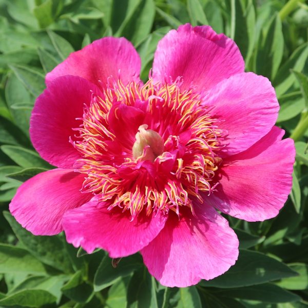 anemoneflora variety rosea - Image 2