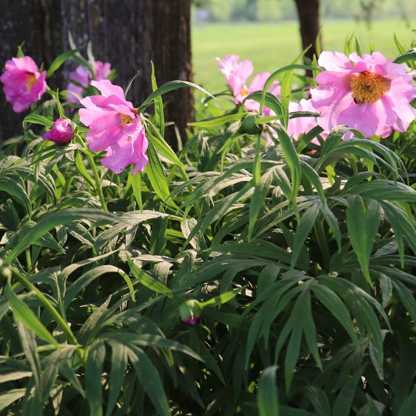 Paeonia anomala 'selects' - Image 3