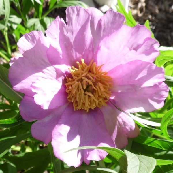 Paeonia anomala 'selects' - Image 4