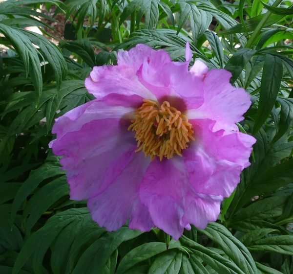 Paeonia anomala 'selects'