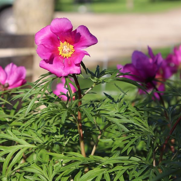 Paeonia hybrida - Image 3