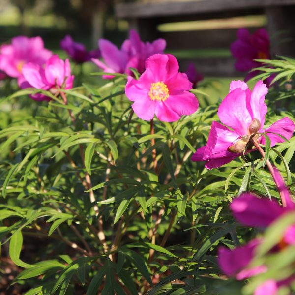 Paeonia hybrida - Image 2
