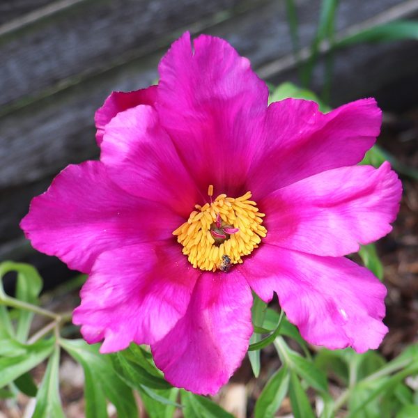 Paeonia hybrida