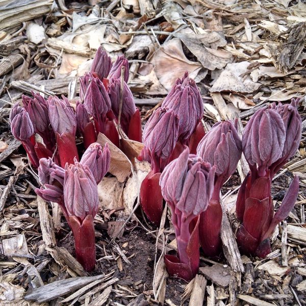 Paeonia daurica sbsps. mlokosewitschii - Image 4